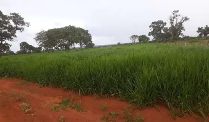FAZENDA COM 316 ALQUEIRES DE DUPLA APTIDÃO EM PORANGATU-GO