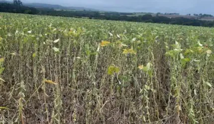 FAZENDA PARA AGRICULTURA EM SOJA COM 21 ALQUEIRES EM GOIATUBA - GO
