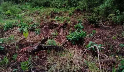 Terreno para Venda em Itanhaém, Verde Mar