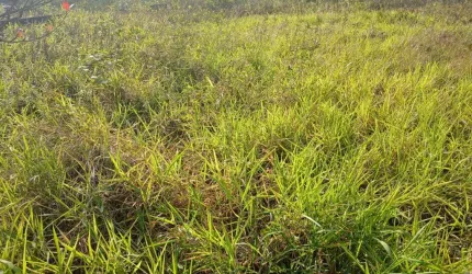 Terreno para Venda em Itanhaém, Cibratel 2