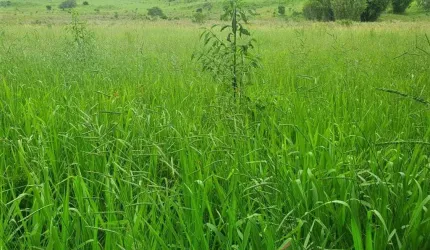 Fazenda / Sítios / Chácaras com 4 quartos à venda em Carmo De Minas