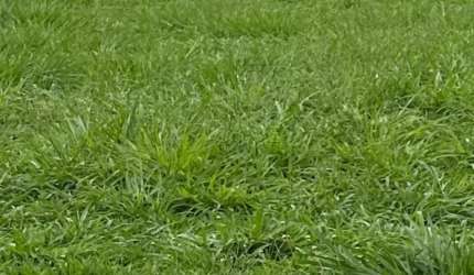 Terreno condomínio de 300 m² à venda no condomínio Vivendas da Mata, Zona Sul de Ribeirão Preto