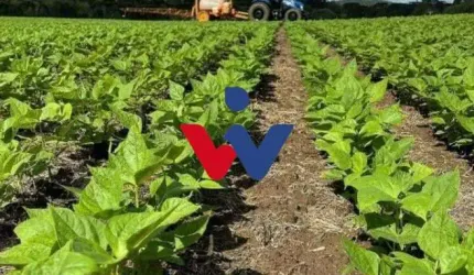 Fazenda / Sítio para venda em São Mateus Do Sul de 242000.00m² com 1 Quarto