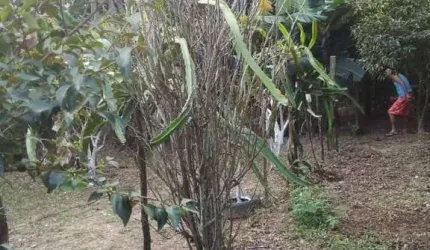 Chácara para venda em Leites de 60.00m² com 2 Quartos