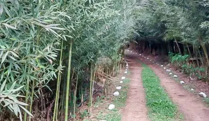 Chácara para venda em Contenda de 100.00m² com 4 Quartos, 1 Suite e 1 Garagem