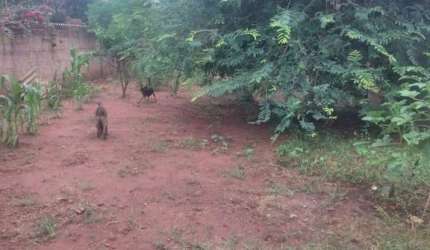 Chácara para venda em Estância Alvorada (zona Rural) de 500.00m² com 1 Quarto