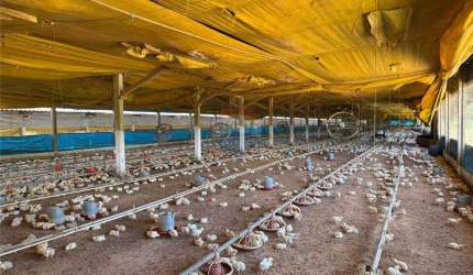 Chácara para venda em Machadinho de 25000.00m² com 5 Quartos e 20 Garagens