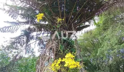 Chácara dos Sonhos em Rodeiozinho, Balsa Nova - Um Paraíso Frutífero!