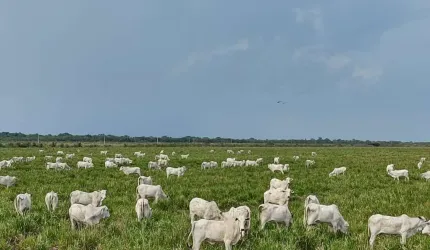 FAZENDA EXCELENTE COM ÓTIMA ESTRUTURA - MIRANDA/MS