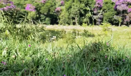SÍTIO COM VISTA MARAVILHOSA ÁREA EXCELENTE PARA PLANTIO DE OLIVEIRA E CAFÉ