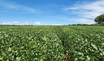 FAZENDA INCRÍVEL EM CRISTALINA/ GO