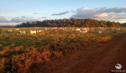 FAZENDA IMPERDÍVEL À VENDA (PORTEIRA FECHADA) ÓTIMA OPORTUNIDADE DE NEGÓCIO!
