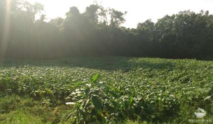 FAZENDA COM MATA NATIVA EM SANTA CRUZ DO SUL/RS