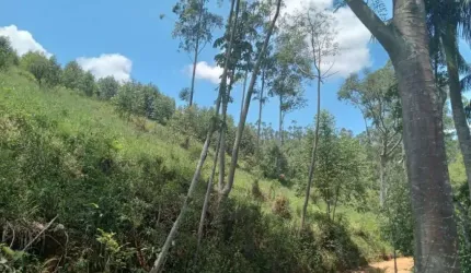 SÍTIO EM IGARATÁ COM PARTE EM EUCALIPTO