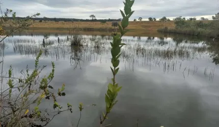 FAZENDA IMPERDÍVEL EM FIGUEIRÃO/MS