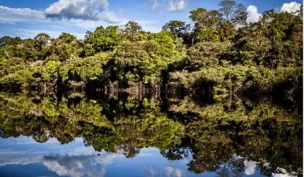 FAZENDA INCRÍVEL EM MANICORÉ/AM