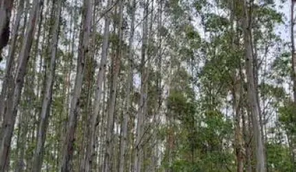FLORESTA DE EUCALIPTOS EM GUARATINGUETÁ/SP