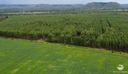 FAZENDA IMPERDÍVEL EM GOIATINS/TO