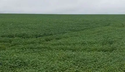 FAZENDA EXCELENTE EM PARAÍSO DO TOCANTINS/TO