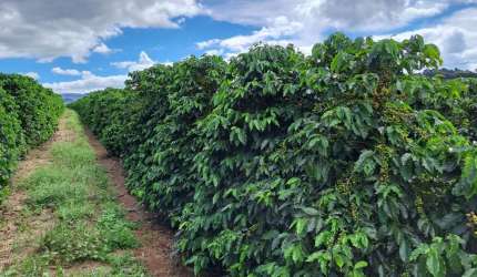 FAZENDA DE CAFÉ COM EXCELENTE INFRAESTRUTURA EM VARGEM BONITA/MG
