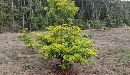 Lote à venda em rua pública, PARATIBE, Paulista, PE