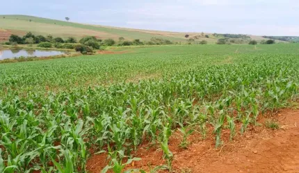 INVESTIMENTO RURAL DE ALTO NIVEL — 150 ALQUEIRES COM ALTO POTENCIAL AGRICOLA NO PR