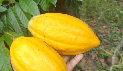 EXCELENTE SITIO COM ARVORES FRUTIFERAS NA CIDADE DE DEUS - SIMOES FILHO