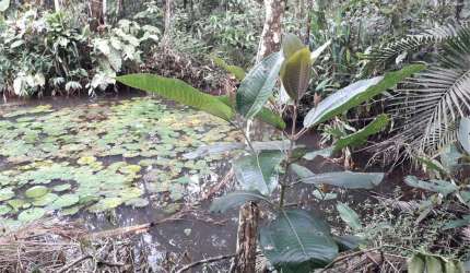 Terreno à venda em Verde Mar - SP