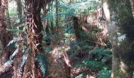 Terreno à venda, em São Francisco de Paula/RS!