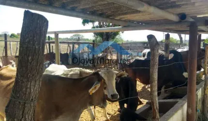 Fazenda para Venda em Macaíba, Traíras