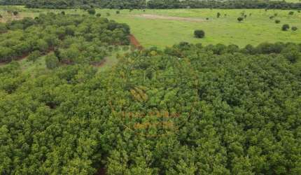 EXCELENTE FAZENDA EM  LAGOA DA CONFUSÃO - TOCANTINS FA00139