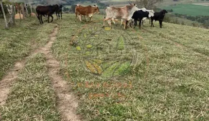 ÓTIMO SÍTIO COM LAGO E NASCENTE EM CONGONHAL MG - ST00124