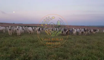 RARIDADE! MARAVILHOSA FAZENDA DE 1.172 ALQUEIRES COM FÁBRICA DE RAÇÃO E PISTA DE POUSO EM SP! FA00102