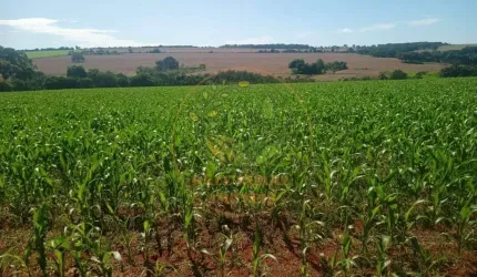 EXCELENTE FAZENDA DE 69 ALQUEIRES EM PIRACANJUBA DE GOIÁS  FA00194