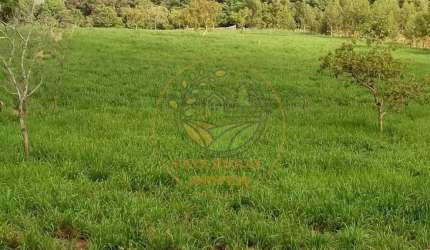 FAZENDA À 100 KM ARAGUAÍNA-TO, COM 385 ALQUEIRES VOLTADA PRA PECUÁRIA E AGRICULTURA, COM 7,5 KM DE RIO FA00241