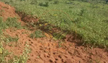 FAZENDA EM MINEIROS - GO COM 623 ALQUEIRES  FA00245
