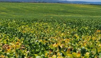 EXCELENTE FAZENDA DE 1.738 HECATRES EM LUZIANIA - GO  FA00274