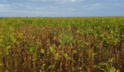 EXCELENTE FAZENDA DE 2.830 HECTARES EM TOCANTINS COM LAVOURA DE MILHO E SOJA  FA00284