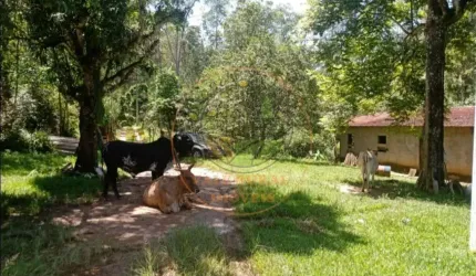 FAZENDA DE 29 ALQUEIRES COM PLANTAÇÃO DE EUCALIPTO EM CAÇAPAVA - SP  FA00288