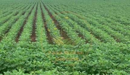 FAZENDA DE 804 ALQUEIRES EM NA REGIÃO DE ARARAQUARA - SP  FA00291