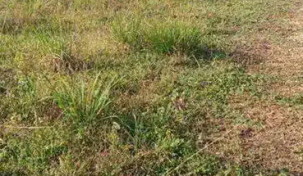 Terreno à venda, 300 m² por R$ 220.000,00 - Nova Cananéia  - Cananéia/SP