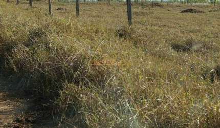 Fazenda em Araguari