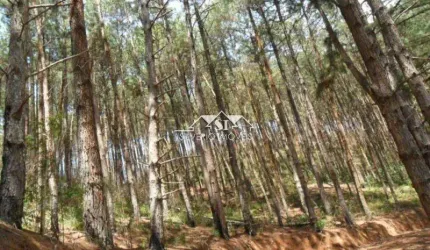 Terreno- Petrópolis, Araras