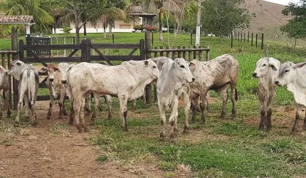 FAZENDA DE 18,5 ALQUEIRES A 20 KM DE GOV. VALADARES