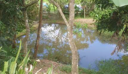 LINDA CHACARA com nascente e pomar e riacho