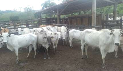Bela chácara c gado e cavalos bem localizada