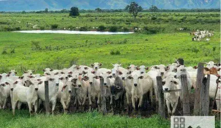 FAZENDA (11.800 Hectares). PORTEIRA FECHADA. PROPRIEDADE PARA MÚLTIPLOS SEGUIMENTOS DE PRODUÇÃO AGROPECUÁRIA