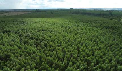 FAZENDA COM EUCALIPTO A VENDA NA REGIÃO DE BOTUCATU - SP 