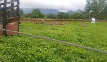 Fazenda à Venda em Nova Roma de Goiás - 25 Alqueires