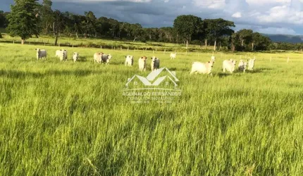 Fazenda Pecuária Pronta Próxima de Cuiabá MT